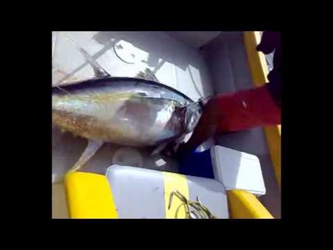 Oman Game Fishing Muscat