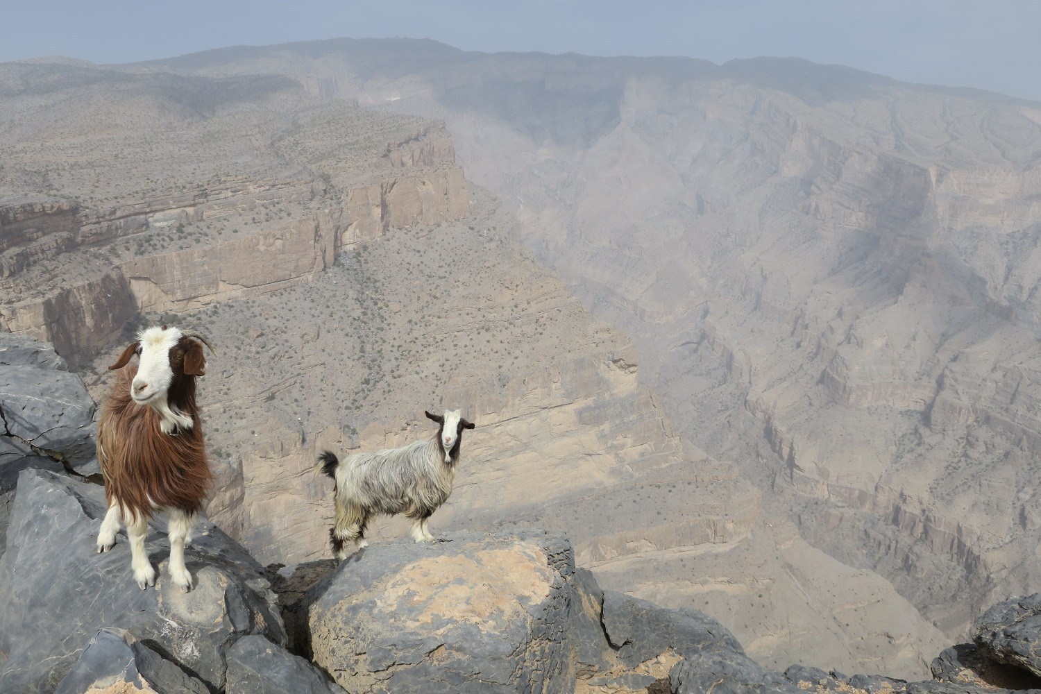 jebel shams goat