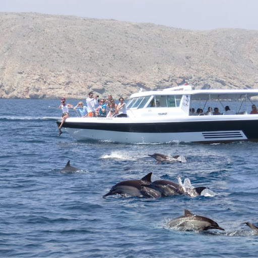 Dolphin Watching Oman