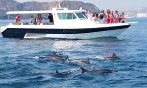 Dolphin Watching Muscat Oman