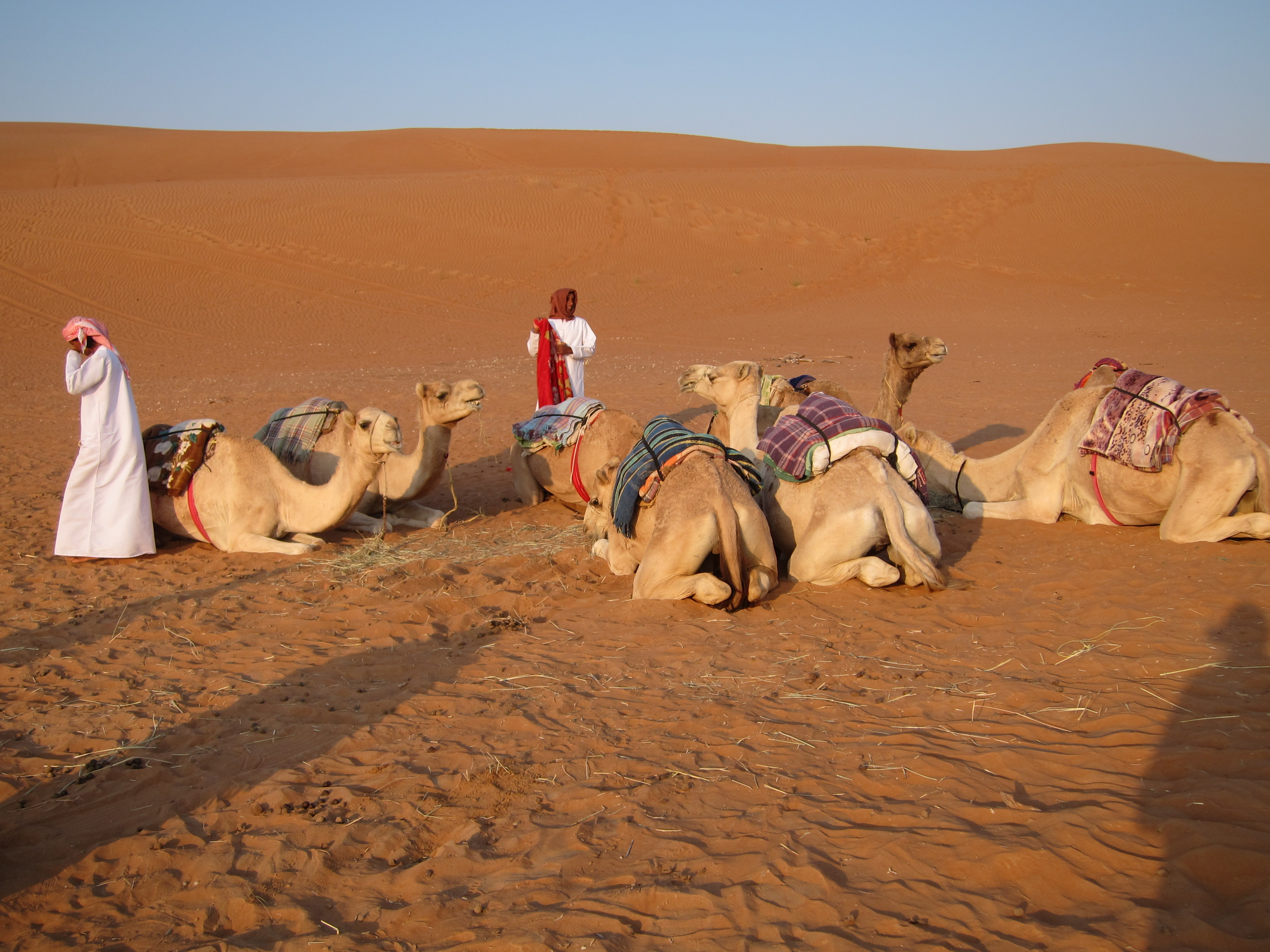 camels in the Desert