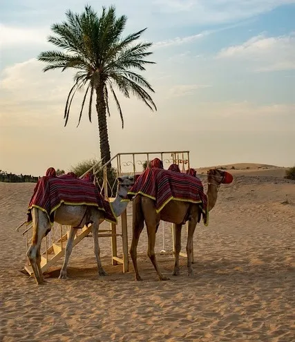 Camels in Desert Nomad Tours