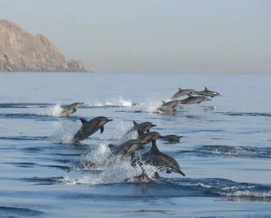 Dolphin Watching Oman