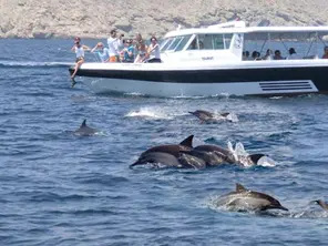 Dolphin Watching and Snorkeling