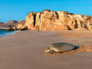 Oman Turtle Reserve Tour