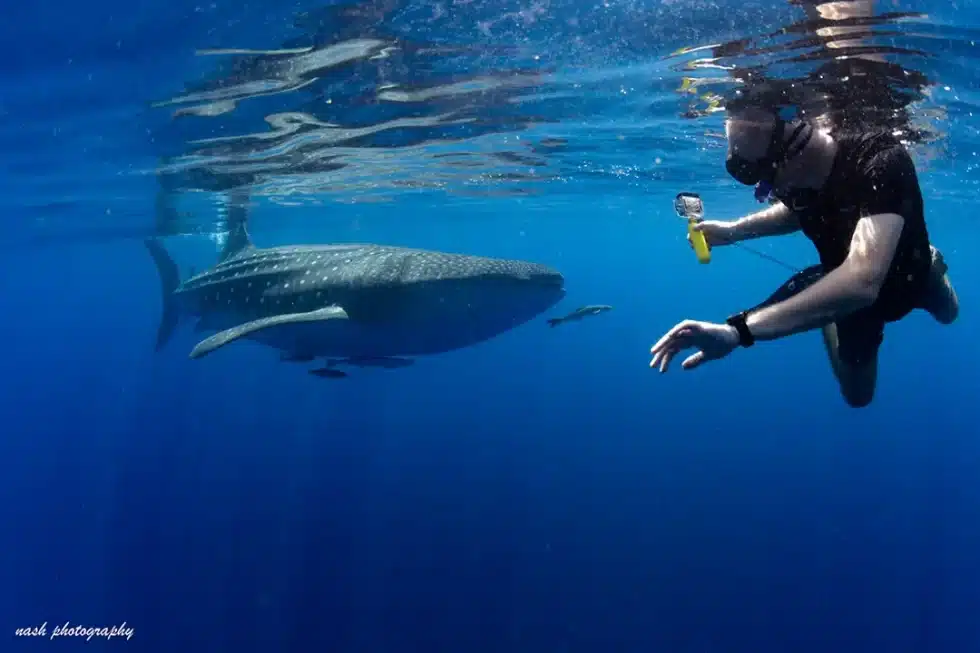 Snorkeling in the Daymaniyat islands